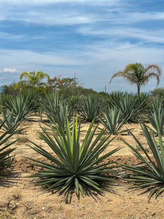 Materials Matter: How Agave and Grains Define Tequila and Whiskey