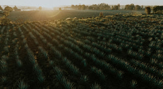 High-Proof Tequilas: A Guide for Enthusiasts (and the Mildly Curious)