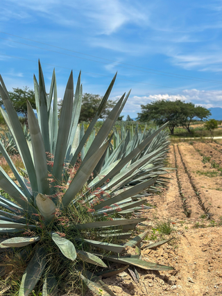 Build Your Bar: Bottle Recommendations