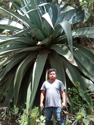 Cinco Sentidos Maguey Verde - Selected by Seelbach’s / Allview / Drammers