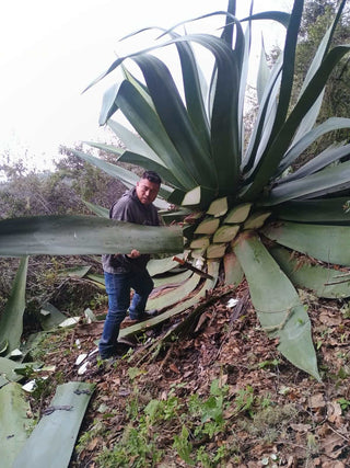 Cinco Sentidos Maguey Verde - Selected by Seelbach’s / Allview / Drammers